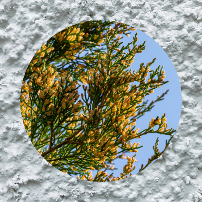 Eastern Red Cedar Essence